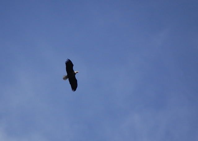 eagle09.jpg