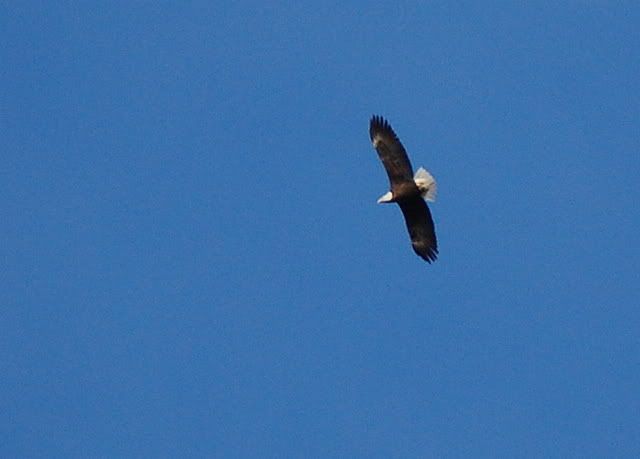 eagle10.jpg