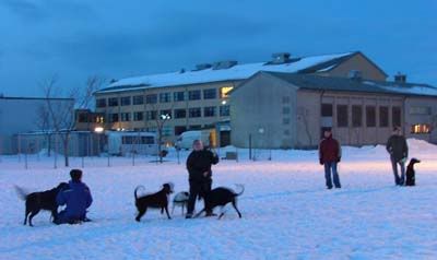 hundetrening3.jpg