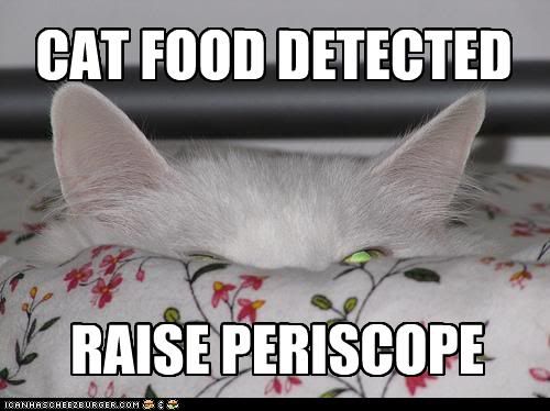 funny-pictures-cat-detects-food.jpg