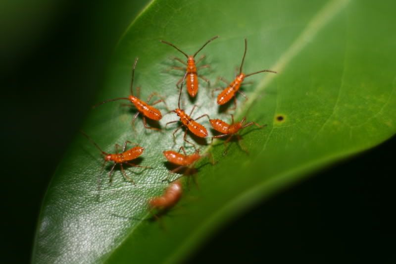 IMAGE: http://i14.photobucket.com/albums/a345/silverpony2000/IMG_4998.jpg