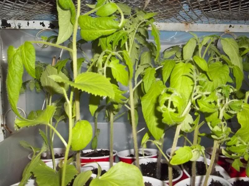 Tomato leaves curling under? Homesteading Forum