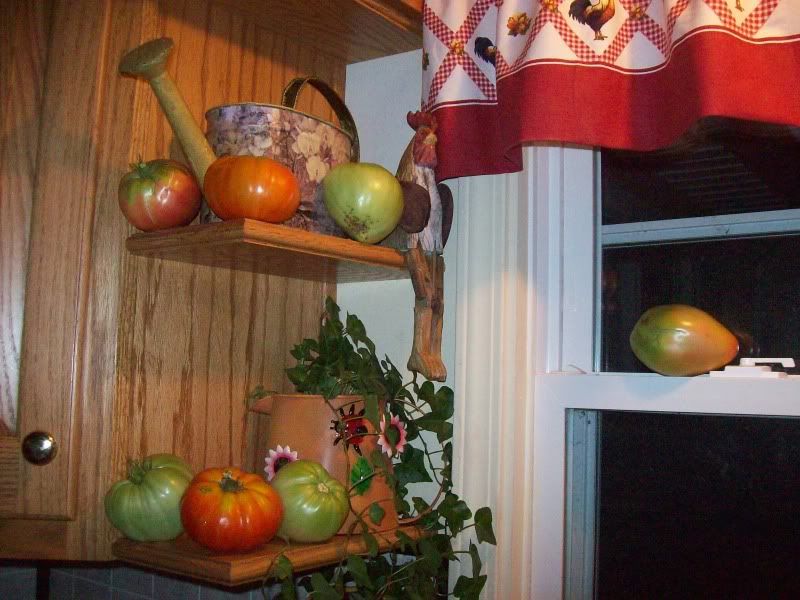 Tomatoes:Ripen off the vine? - Gardening & Plant Propagation