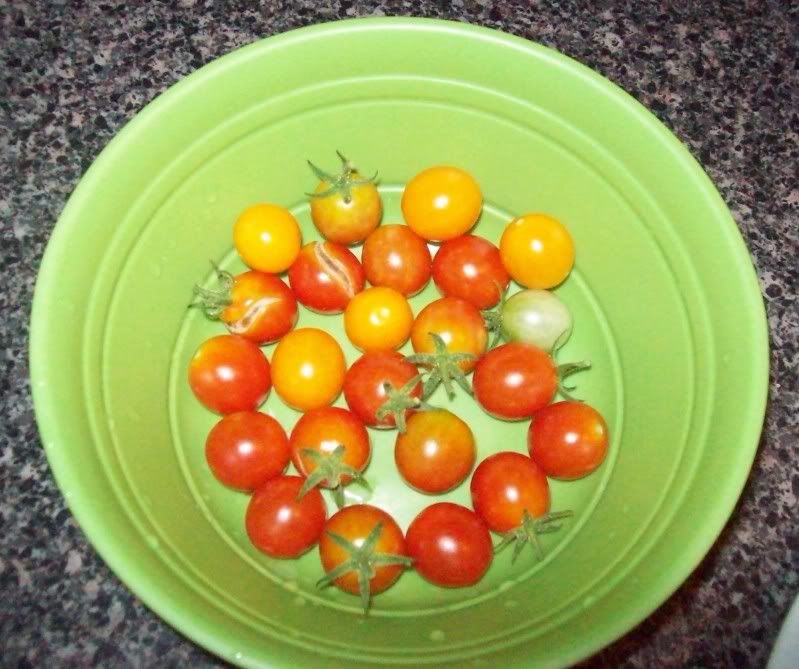 Tomatoes:Ripen off the vine? - Gardening & Plant Propagation