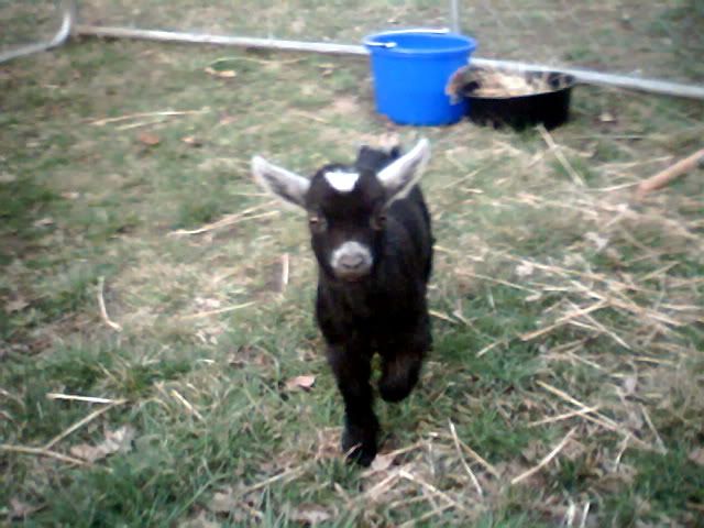 New baby pygmy goat...? - Goats