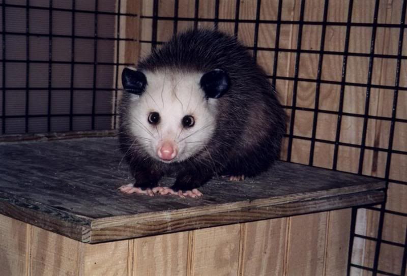 Opossum.jpg