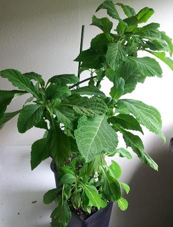 photo SalviaDivinorumPlant_zpsef8cb291.jpg