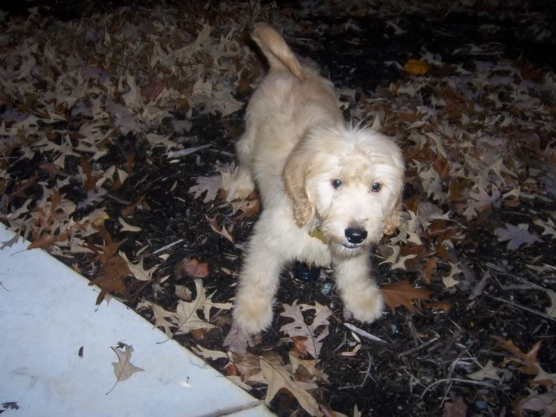 golden retriever mixed with a poodle. Breed: Goldendoodle (Mix
