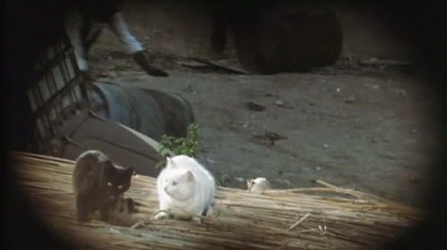 Photo Sharing and Video Hosting at Photobucket