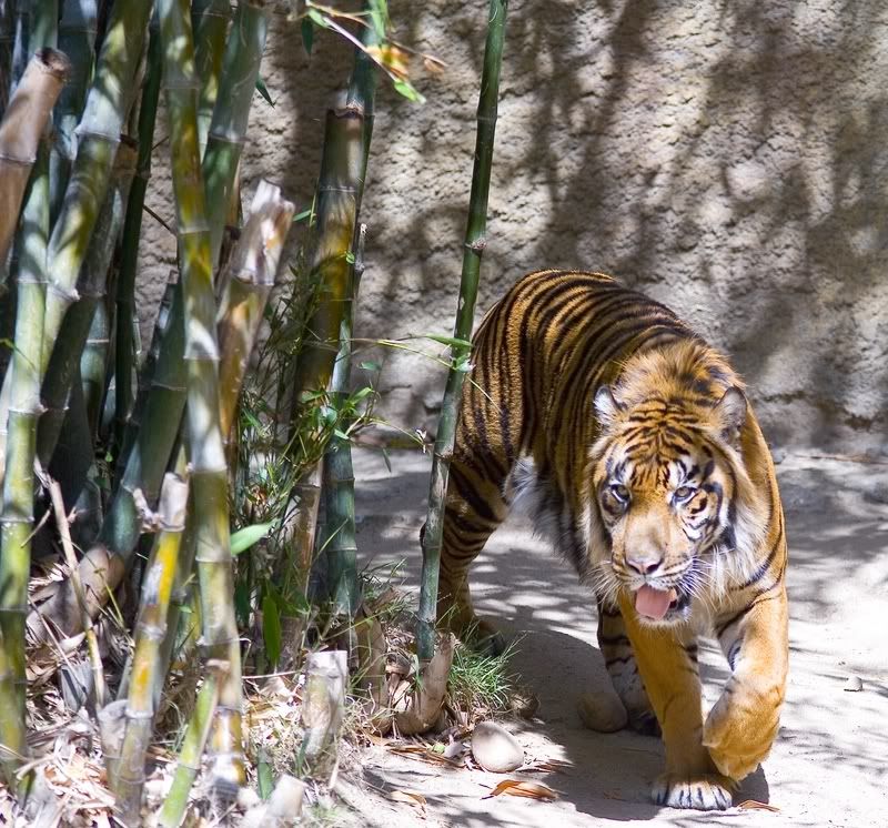 IMAGE: http://i14.photobucket.com/albums/a350/caiguar0/tiger2800x600.jpg