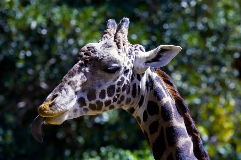 IMAGE: http://i14.photobucket.com/albums/a350/caiguar0/zoo1800x600.jpg