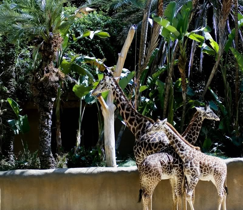 IMAGE: http://i14.photobucket.com/albums/a350/caiguar0/zoo2800x600.jpg