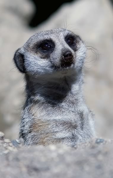 IMAGE: http://i14.photobucket.com/albums/a350/caiguar0/zoo4800x600.jpg