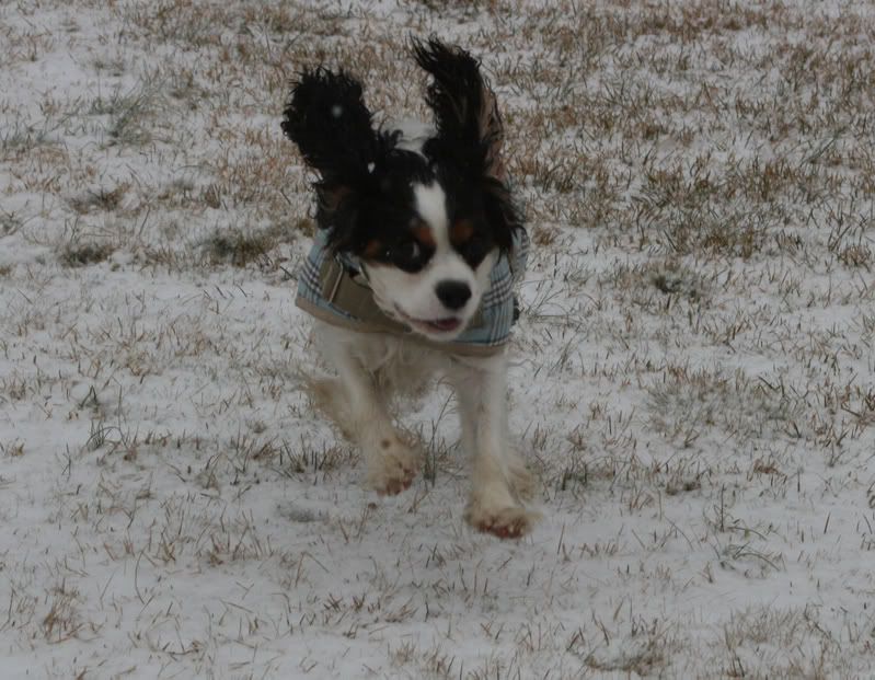 SnowyPup029a.jpg