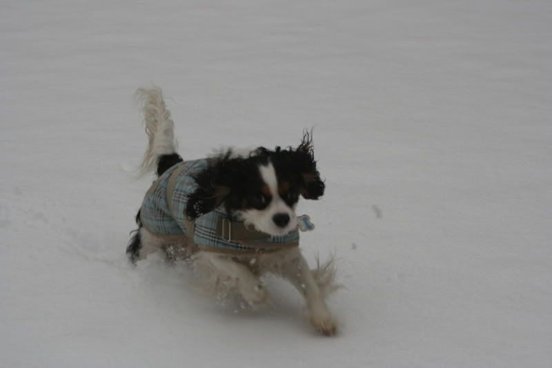 SnowyPuppy010.jpg