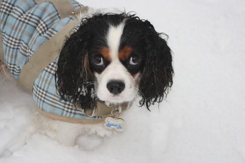 SnowyPuppy023.jpg