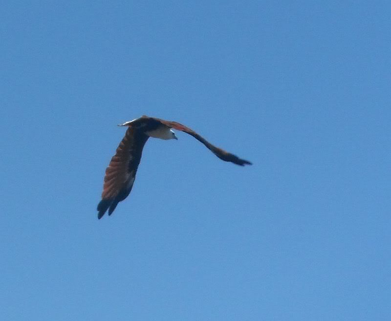 Corio Bay Qld 20/2/12 | Kayak and Fishing Forum