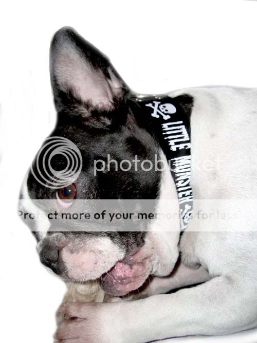 LITTLE MONSTER Skull Rockabilly PUNK Hundehalsband S  