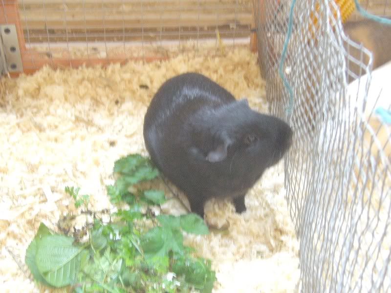 blackberry.jpg