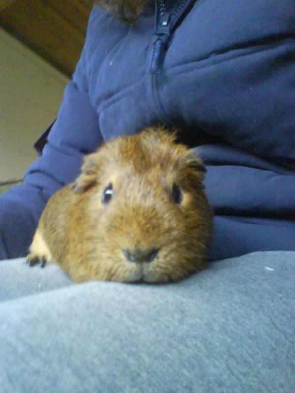 hamish3.jpg