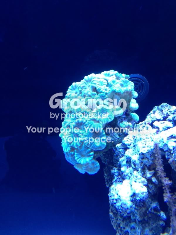 [TodoMarino.com] Ibiza's Reef