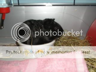 guineapigscocochanel2008.jpg