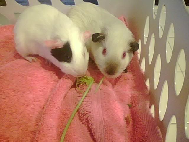 Rubyandfriend.jpg