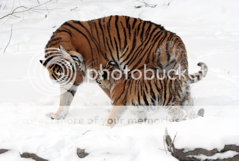 Tiger photo Academic Article.jpg