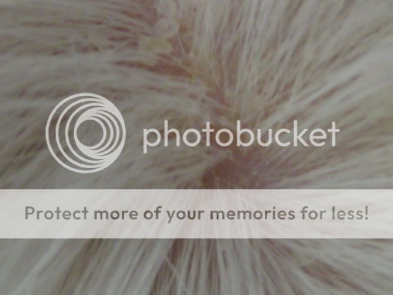 Help! I think my pigs have mites!