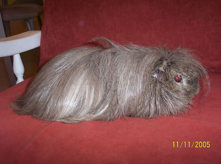 pelutpelao_1.jpg